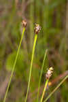 Richard's yelloweyed grass